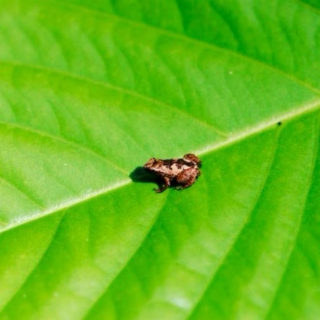 Little T-frog 