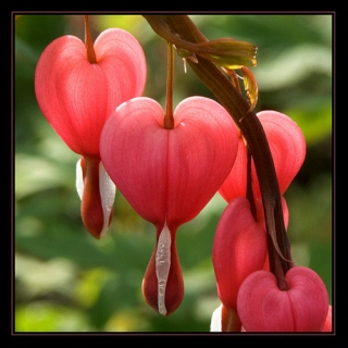 Love, Obsession, and Bleeding Hearts
