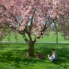 Studying on the grass under the trees