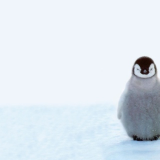fkn frosty (like a penguin)