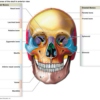 Cranial Bones
