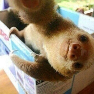 Because i'm a sloth.