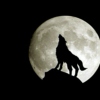 The Moon - 月亮代表我的心 