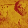 lion's roar