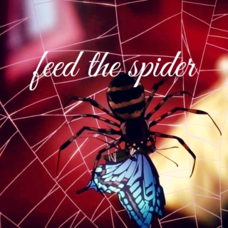 feed the spider