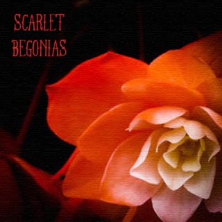 Scarlet Begonias