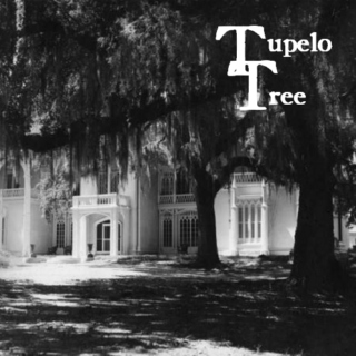 Tupelo Tree