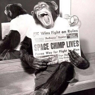 Space Chimp Lives!