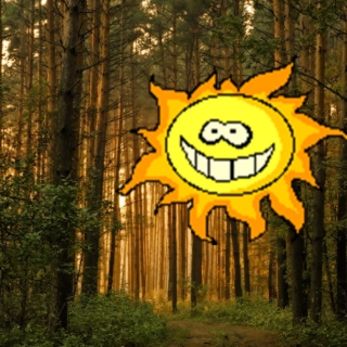 Sunshine in the Forest