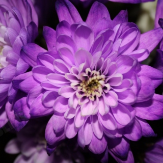 Violet Chrysanthemums