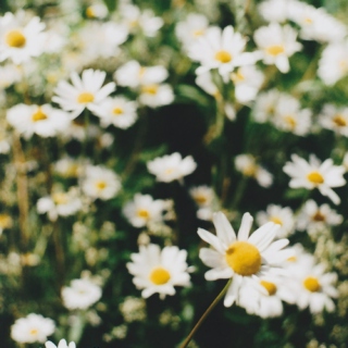 here the daisies guard you from every harm.