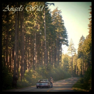 Angel's Wild 