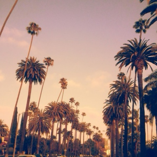 palm trees, ocean breeze //