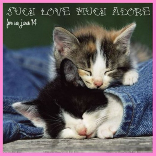 such love much adore
