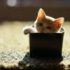 tiny cat