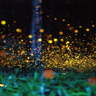 Fireflies Are Beautiful
