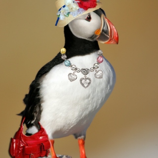 the one true puffin