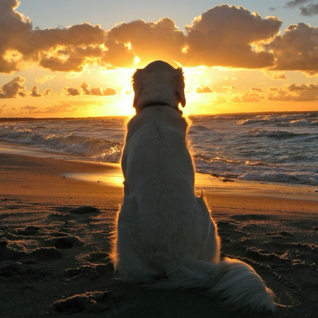 Sundown Dog