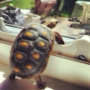 Turtle Jams