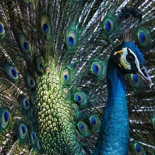Proudest Peacock