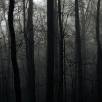 dark creatures lurk these forests 