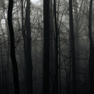 dark creatures lurk these forests 