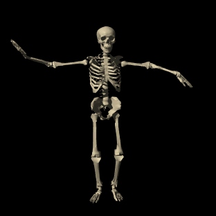 cool skeleton browsing music