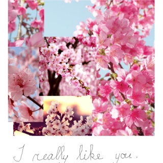 cherry blossom and fake polaroids