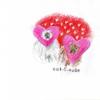 catitude: my love, my everything. 
