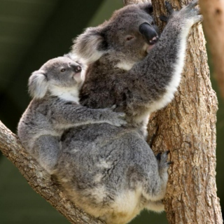 Koala i