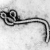 postpunk v. ebola