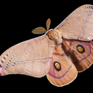 cyclical / moths 