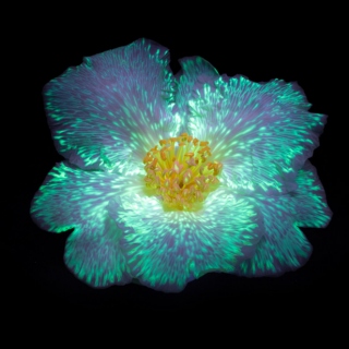 fluorescent flowers