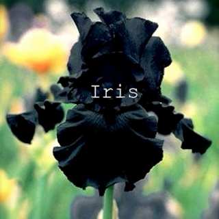 Iris (90s)