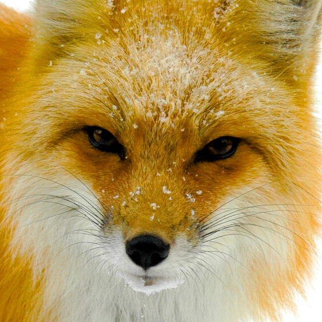 Fox Tales