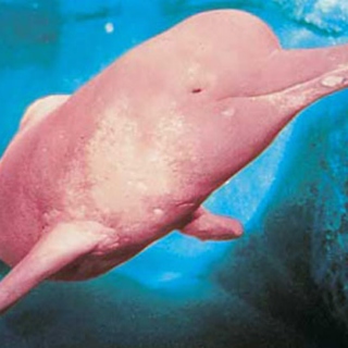 I Lost My Soul To The Cute Pink Dolphin