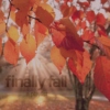 finally fall