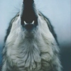 howl like wolves