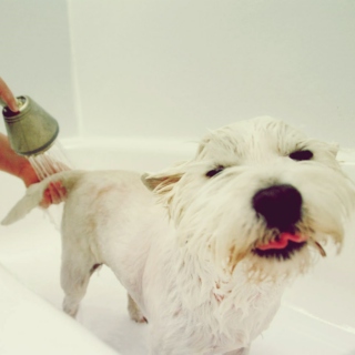 Bath time with pet [not in a sexual way, don't be weird]