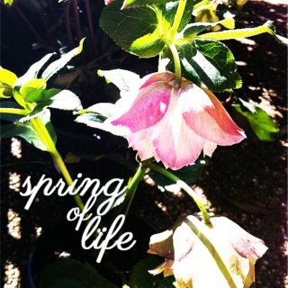 spring of life