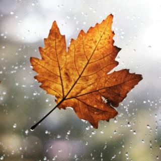 Rainy Autumn Morning [Fall 2014]