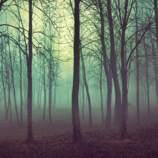 Shivering Forest; Quivering Darkness