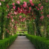 Into the Rose Garden