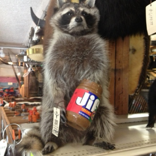 Raccoon in the Peanut Butter