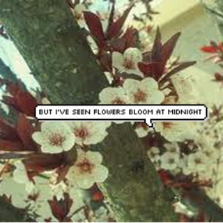But I've Seen Flowers Bloom at Midnight