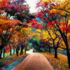 Autumn in Seoul