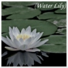 (Water Lily)