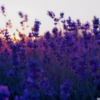 Lovely Lavender