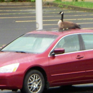 drive on, goose
