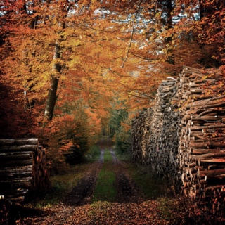 autumn walks; 